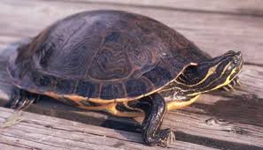 Image result for Pseudechinolaena