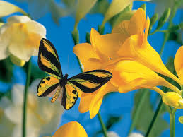 The Summertime And Butterflies All Belong To Your Creation Meaning Send A Photo Postcard Beautiful Butterflies Butterfly Pictures Butterfly