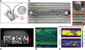 Check spelling or type a new query. Metabolically Driven Maturation Of Hipsc Cell Derived Cardiac Chip Biorxiv