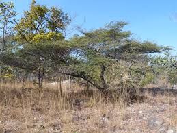 Image result for Brachystegia taxifolia