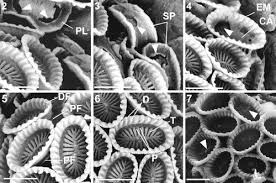 Image result for Exotheca