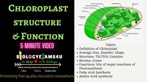 The chloroplasts with the nucleus and cell membrane and er are the key organelles of pathogen defense. Chloroplast Definition Structure And Function 5 Minutes Biologyexams4u Youtube