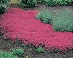Creeping Thyme Ground Cover 1000 Seeds Fragrant Herb Pink Etsy Ground Cover Plants Plants Ground Cover