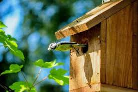 Build a purple martin house for the birds. How To Build A Birdhouse Lovetoknow