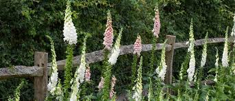 Image result for Digitalis purpurea alba/ red spots
