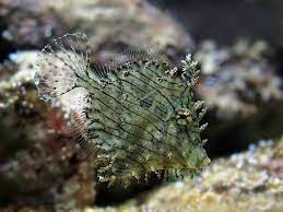 Nature And More Species Animals Under The Sea