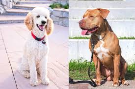 Jun 02, 2019 · suits maintained the baggy shape that had started in the forties, while skinny ties, like the one in figure 19, rose to prominence. Pit Boodle Pitbull Poodle Mix Info Pictures Facts And Faq