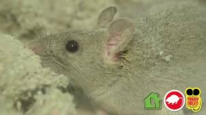 We specialize in termite and mosquito control. Rodent Control Services Truly Nolen