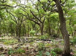 Image result for Isoberlinia doka