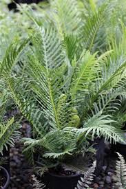 Image result for Blechnum punctulatum