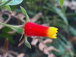 Image result for Manettia