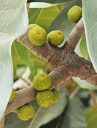 Image result for Ficus lutea