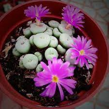 If you were visiting cacti in the wild, this feature will help you narrow down the potential species from that area. 100pc Rare Lithops Seeds Living Stones Succulent Cactus Green Bulk Samereie A4o1