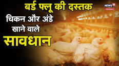   अख़बार और TV वाली लुगाईयों की सरगनी काली गांड के एरिया काले पोंद   में बर्ड फ्लू की आहट के लिए इमेज परिणाम