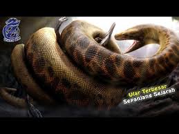 We did not find results for: Video Ular Titanoboa