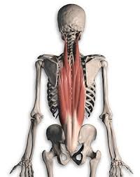 Low back pain pictures symptoms causes treatments. 13 Best Erector Spinae Exercises To Strengthen Your Entire Back Lower Back Muscles Anatomy Lower Back Muscles Muscle Anatomy