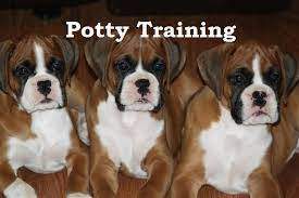 Check spelling or type a new query. Boxer Puppies How To Potty Train A Boxer Boxer House Training Tips Housebreaking Boxer Puppies Fast Easy Boxer Puppies Boxer Puppy Dog Training Obedience