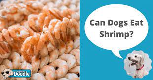 Can Dogs Eat Shrimp Is Shrimp Bad For Dogs