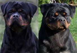 Check spelling or type a new query. Giant German Rottweiler Puppies For Sale Washington King Rottweilers
