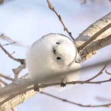 Love Animals On Twitter Animals Funny Animals Image