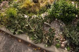 Rain garden plants are more than environmentally useful. Uix These Small Gardens Are Keeping Our Watershed Clean With Native Plants