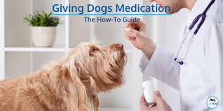 Epa & fda pet meds. Giving Medications To Your Dog A How To Guide Topdog Health