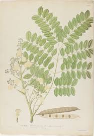 Image result for Albizia procera