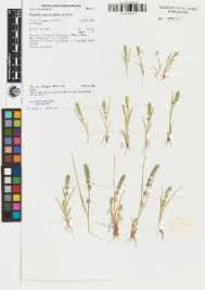 Image result for Elytrophorus spicatus