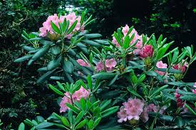 Rhododendrons Helsinki University 21457 Tangsphoto Stock Rhododendron Rhododendron Park Helsinki