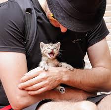 猫を抱っこすると寝る心理とは 嫌がるこでも落ち着く抱き方まとめ ペットピッ
