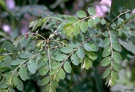 Image result for Phyllanthus udoricola