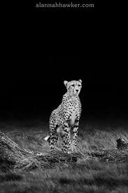 Black And White Cheetah Photography Black White Cheetah Animals Beautiful Animals Wild Pet Birds