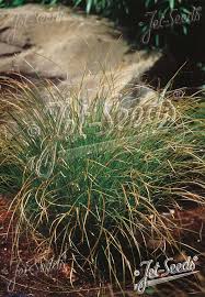 Image result for Carex conferta
