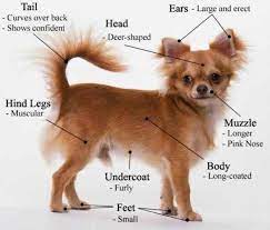 Tips On How To Train A Chihuahua Dog Dog Training Guide Deerhead Chihuahua Chihuahua Dog Training School