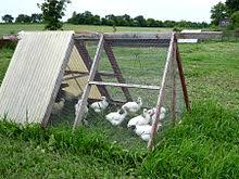 Hope you like these names! Chicken Coop Wikiwand