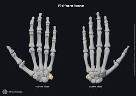 Image result for Pisiform Bone