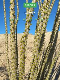 Image result for Xerophyta eylesii