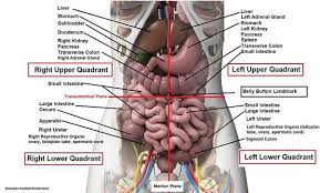 During inspiration the ribs are elevated, and during expiration the ribs are depressed. What Are Some Characteristics Of The Organs Under The Left Side Of The Rib Cage Quora