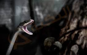 Maybe you would like to learn more about one of these? ØªÙØ³ÙŠØ± Ø­Ù„Ù… Ø±Ø¤ÙŠØ© Ù„Ø¯ØºØ© Ø§Ù„Ø«Ø¹Ø¨Ø§Ù† ÙÙŠ Ø§Ù„Ù…Ù†Ø§Ù… Ù„Ø¯ØºØ© Ø§Ù„Ø«Ø¹Ø¨Ø§Ù† ÙÙŠ Ø§Ù„ÙŠØ¯ Ù„Ø¯Øº Ø§Ù„Ø«Ø¹Ø¨Ø§Ù† ÙÙŠ Ø§Ù„Ù‚Ø¯Ù… Ø£Ùˆ Ø§Ù„Ø±Ù‚Ø¨Ø© Ù‚Ø±ØµØ© Ø§Ù„Ø«Ø¹Ø¨Ø§Ù† Ù…Ø¹Ù†Ù‰ Ù„Ø¯ØºØ© Ø§Ù„Ø«Ø¹Ø¨Ø§Ù† Ù„Ù„Ø¹Ø² Animals Snake Animals Friends