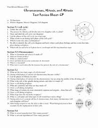 Meiosis is mechanistically similar to mitosis in many ways, although it involves two sequential nuclear and cellular divisions. Meiosis Worksheet Vocabulary Answers Fresh 13 Best Of The Cell Cycle Worksheet Study Guide Cell Cycle Meiosis Cells Worksheet