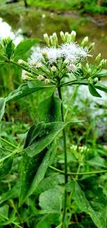 Plant with small white flowers philippines. 1 783 Flowers Philippines Photos Free Royalty Free Stock Photos From Dreamstime