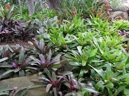 Check spelling or type a new query. Introduction To Bromeliads Dave S Garden