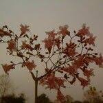 Image result for Stereospermum kunthianum