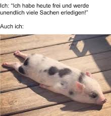 Wählen sie aus 30 katzennahrung trockenfutter marken das passende katzentrockenfutter für ihre katze aus ᐅ zooplus magazin ᐅ jetzt portofrei ab 29,00€. 28 Bilder Die Alle Zu 100 Wahr Sind In 2020 Susse Baby Schweine Lustige Bilder Von Tieren Lustige Tiere