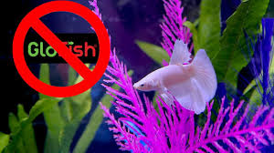 *full diy review and tank build** подробнее. Don T Buy A Glow Betta Try This Instead Youtube