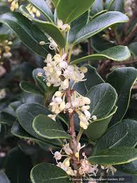 Image result for Afrohybanthus densifolius