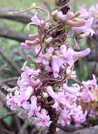 Image result for Cyphia