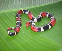 The South American Coral Snake Micrurus Surinamensis Family Elapidae Madre Selva Reserve Amazonian Basin Of Peru H Coral Snake Colorful Lizards Snake