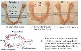 Female Rat Reproductive Tract Across The Hormonal Cycle And Plan For Download Scientific Diagram