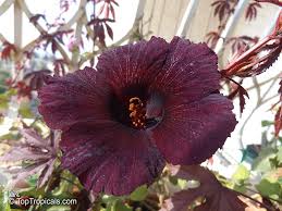 Image result for Hibiscus acetosella